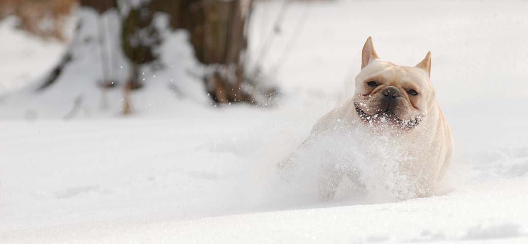 © WilleeCole Photography - www.bulldaciousbulldogs.com
