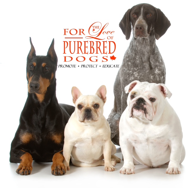 four different purebred dogs