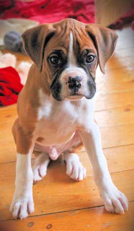 boxer-puppy