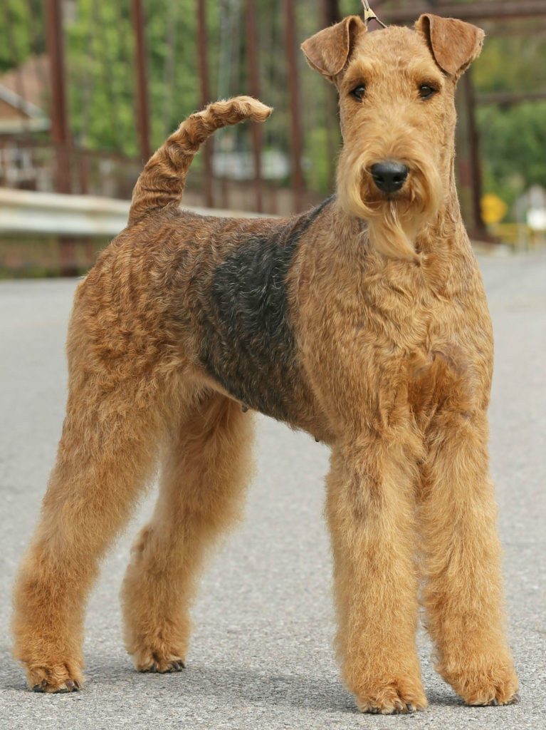 Airedale Terrier | For the Love of Purebred Dogs